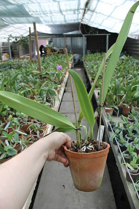 Cattleya x Hardyana big.jpg