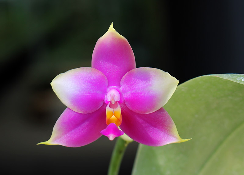 Phalaenopsis LD's Bear Queen x violacea blue.jpg