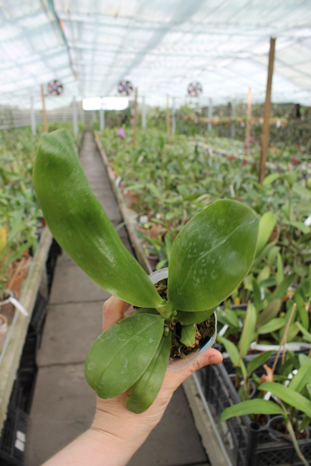 Phalaenopsis Samera 'Blue'.jpg