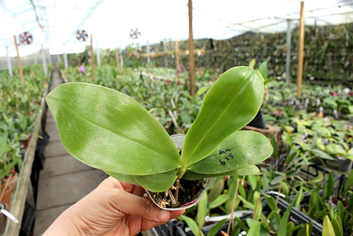 Phalaenopsis Mituo Prince x Phalaenopsis Samera.jpg