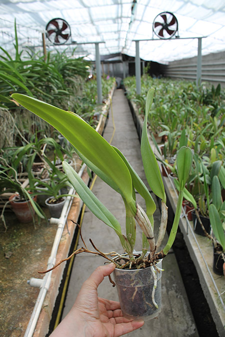 Brassolaeliocattleya George King 'Serendipity'.jpg