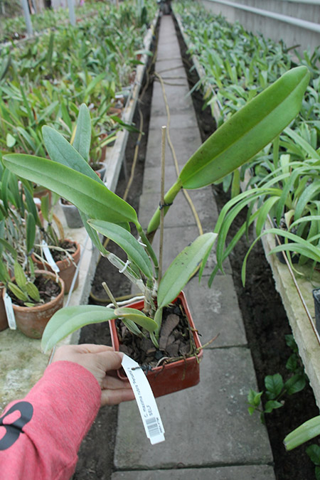 Cattleya maxima rubra 'Peruana.jpg