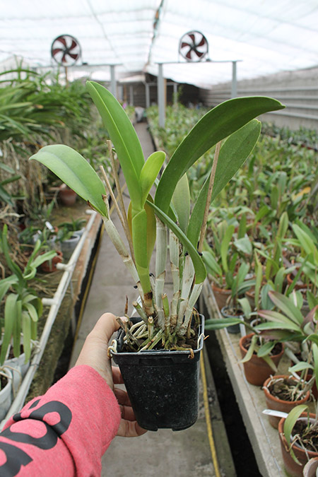 Brassolaeliocattleya Haw Yuan Beauty 'Hong' x Brassavola digbyana 'Uncle Pig'.jpg