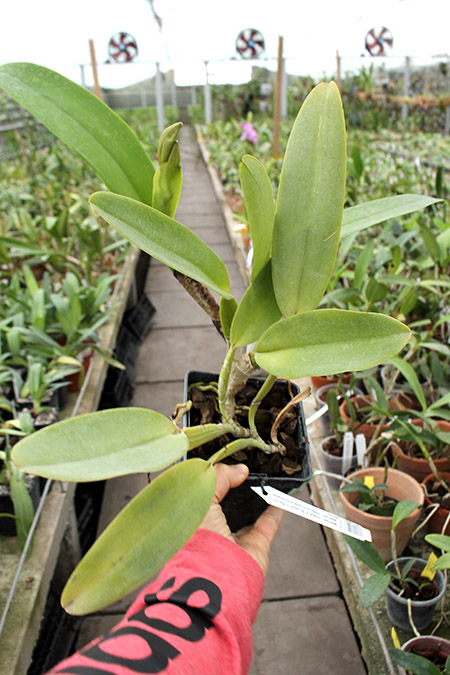 Cattleya warneri integra 'Evandro Perini' x Cattleya warneri inegra-orlata-pincelada 'Leonor'.jpg