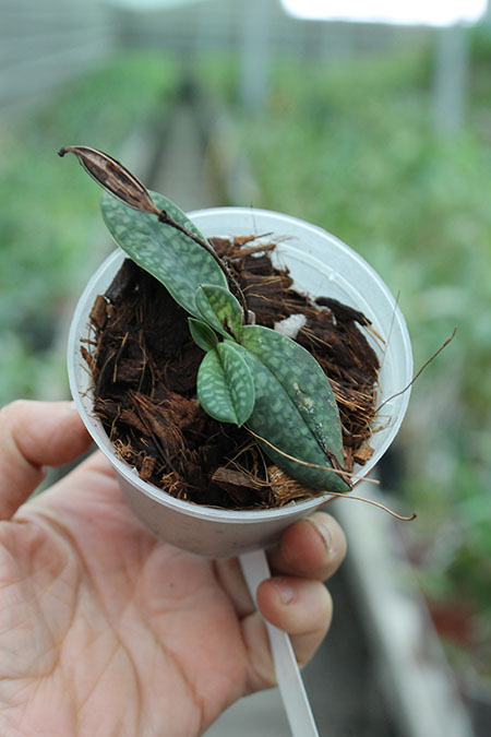 Paphiopedilum canhii.jpg