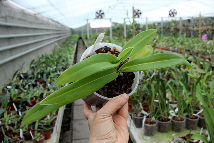 Phragmipedium besseae flava.jpg