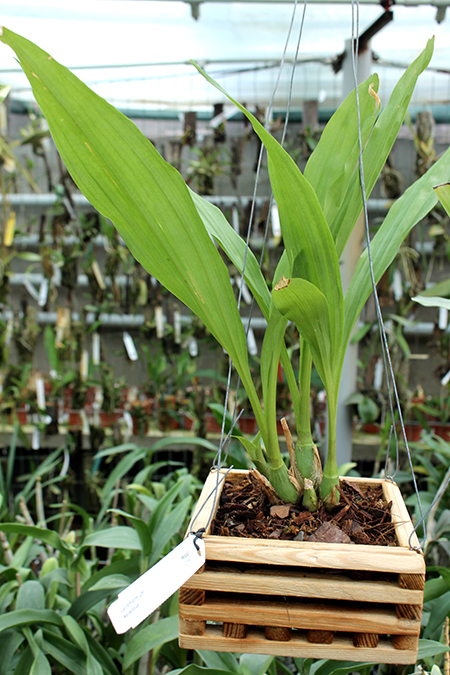 Lycomormium squalidum.jpg