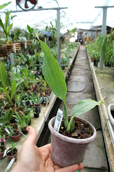 Coelogyne usitana.jpg