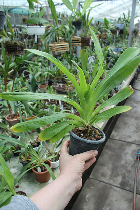 Huntleya meleagris.jpg