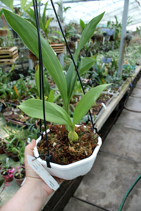 Acineta chrysantha.jpg