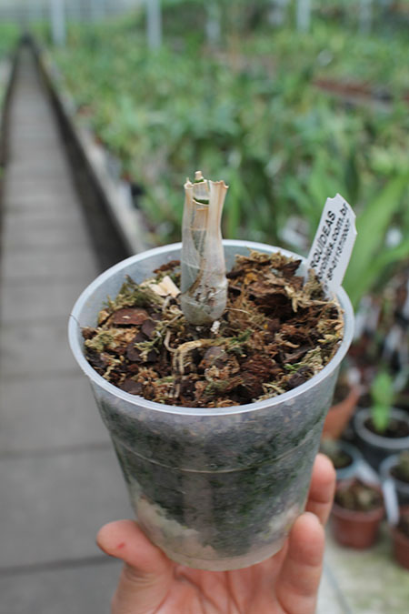 Catasetum Sorriso (longifolium x juruenense).jpg