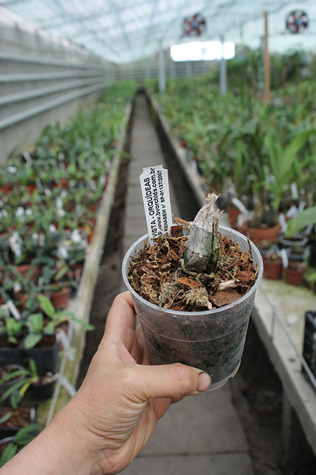 Catasetum (spitzii x spitzii strips).jpg