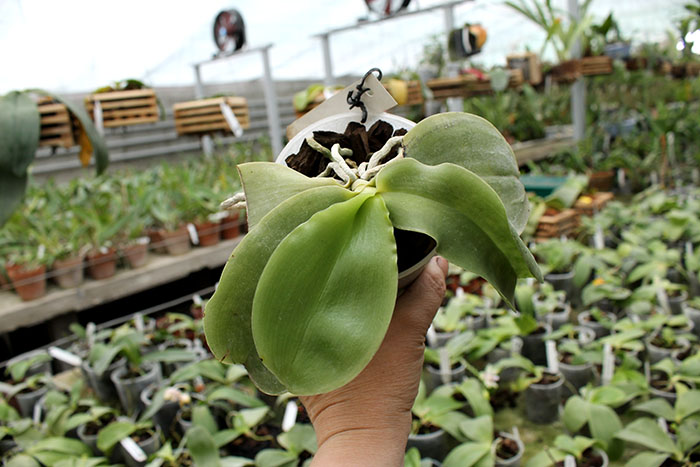 Phalaenopsis Princess Kaiulani 'Chin Yo'.jpg