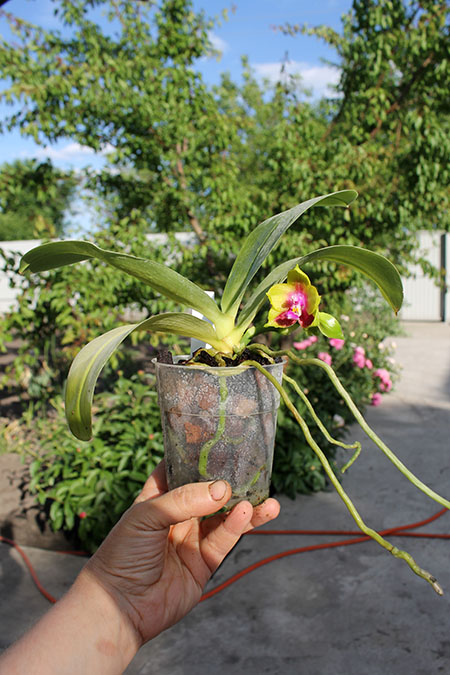 Phalaenopsis Ld's Bear King 'YK-7 ' x Dragon Tree Eagle '168'.jpg