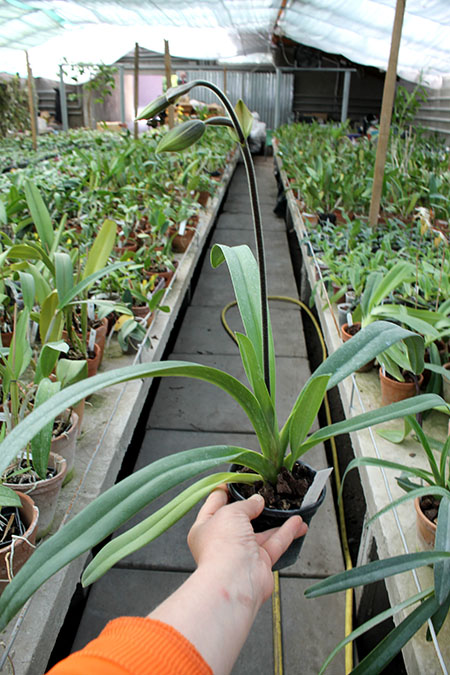 Paphiopedilum Julius Orchidfactory (rothschildianum x lowii).jpg