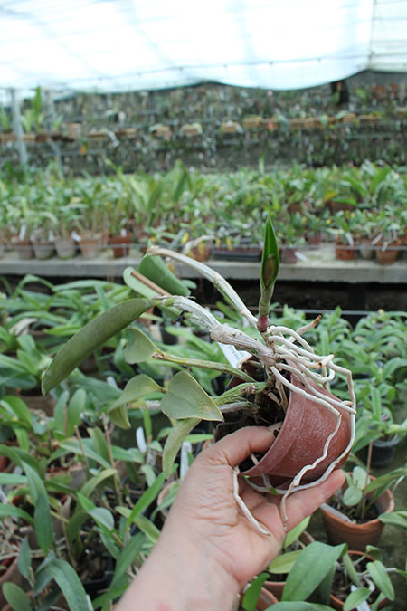 Laeliocattleya Nora's Melody 'Hsinying' (Love Knot x Little Dipper).jpg