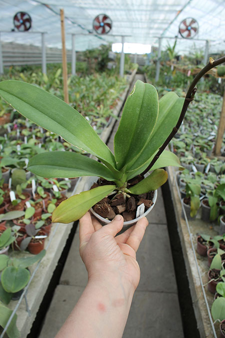 Doritaenopsis Lius Sakura.jpg