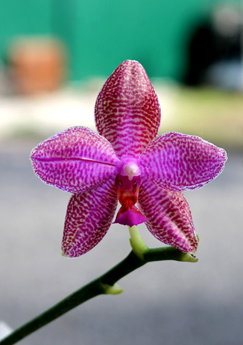 Phalaenopsis Mituo Sun 'Mituo #1' x Ld's Bear King 'YK-14'.jpg