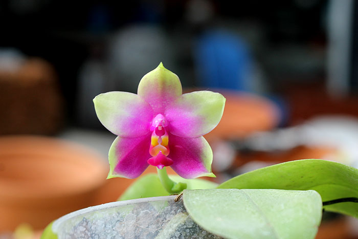 Phalaenopsis bellina AL.jpg