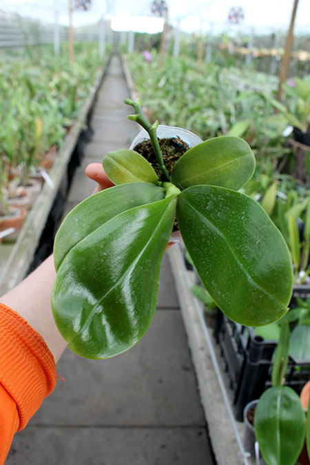 Phalaenopsis Mituo Prince 'Chin Ming'.jpg