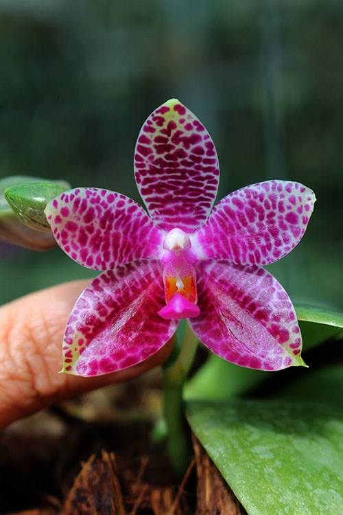 Phalaenopsis Mok Choi Yew.jpg