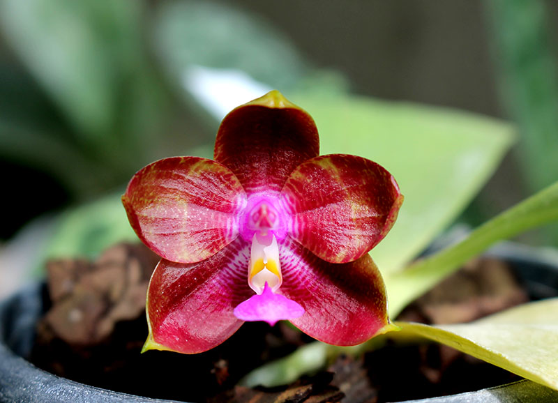 Phalaenopsis Zheng Min Tyrannosaurus x Ld's Bear Queen.jpg