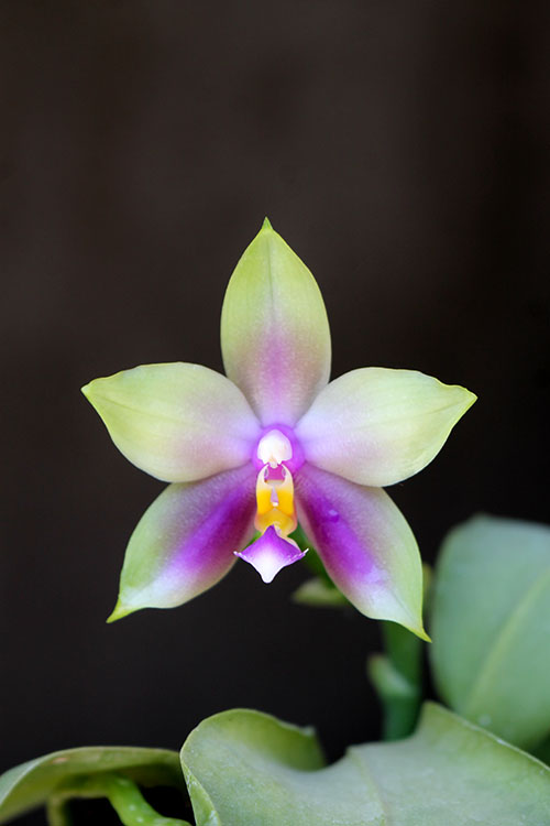 Phalaenopsis LDs Bear Queen x violacea blue 'Big'.jpg