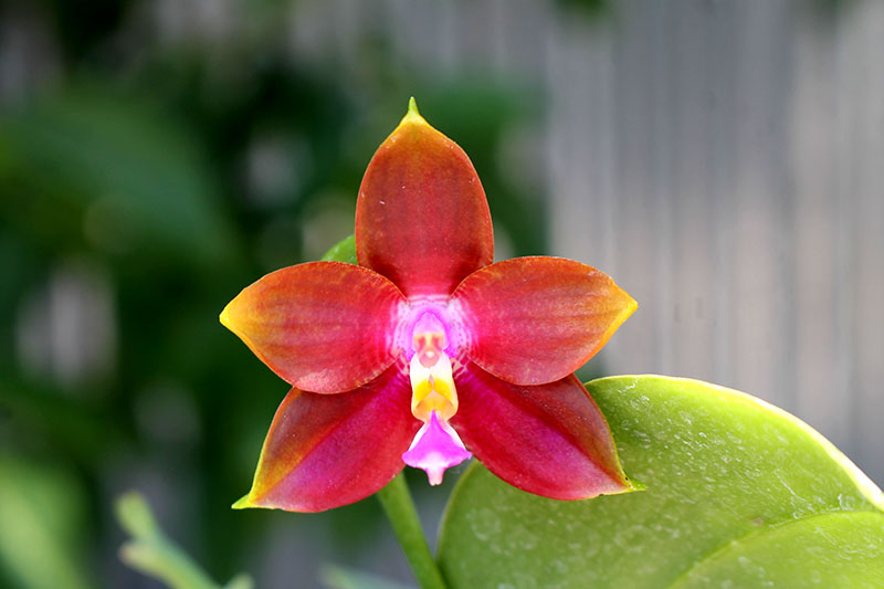 Phalaenopsis Mituo Coral Mambonosa x LD's bear Queen.jpg