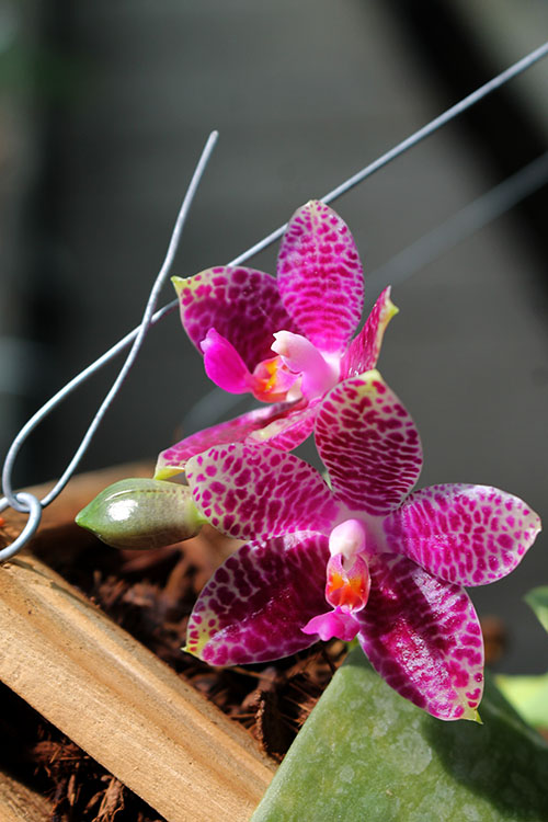 Phalaenopsis Mok Choi Yew.jpg