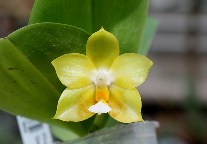 Phalaenopsis Yaphon Evergreen x Yungho Gelb Canary 'Joseph Wu'.jpg