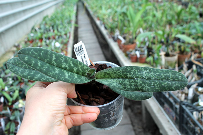 Paphiopedilum bellatulum x wenshanense.jpg