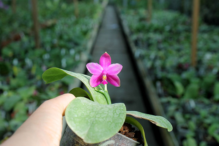 Phalaenopsis LD Emerald Bear x LD Double Dragon.jpg