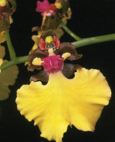 Oncidium spilopterum.jpg