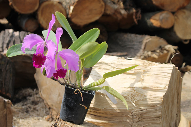 Cattleya warneri escura 'Corrego D'antas' x warneri escura integra orlata.jpg