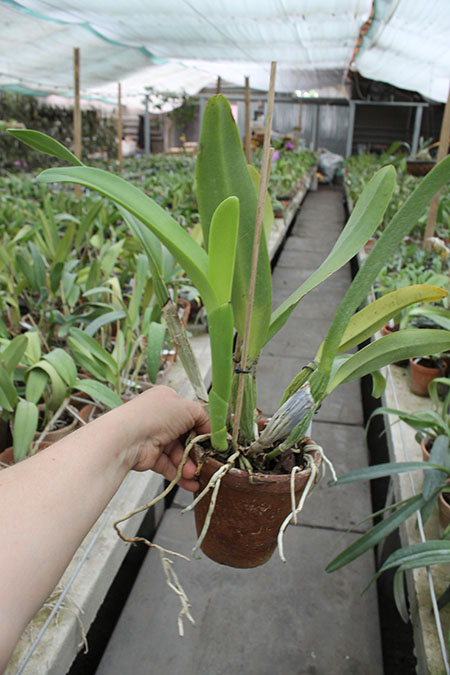 Cattleya Gertrude Hausermann.jpg