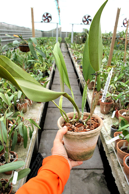 Cattleya Eva's Fabula Gloriosa (dowiana x gaskelliana).jpg