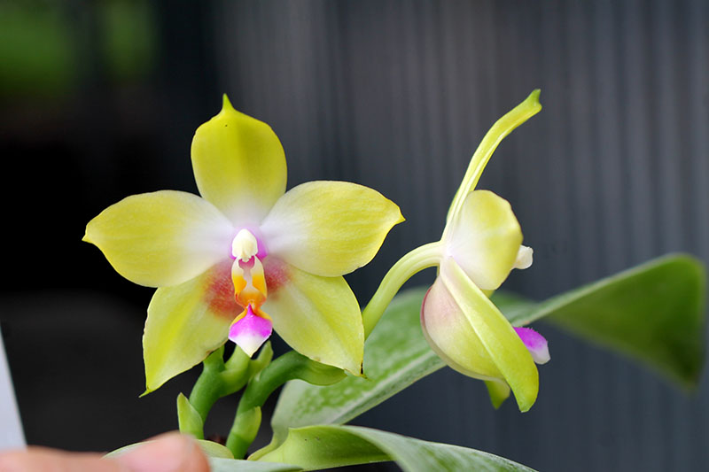 Phalaenopsis KS Happy Eagle x Jennifer Palermo C-1 Type.jpg