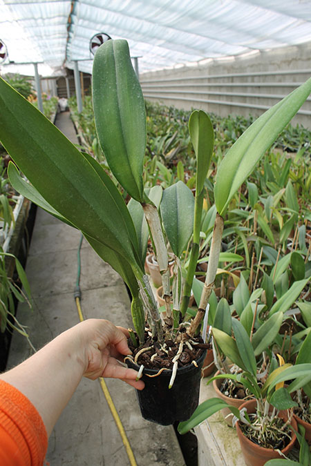 Brassolaeliocattleya Young Kong 'Sun No16'.jpg