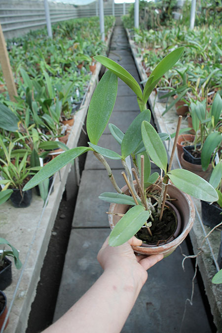 Laeliocattleya Fonte da Saudade.jpg