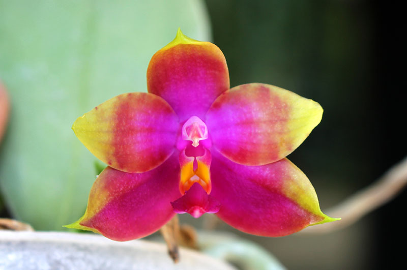 Phalaenopsis Princess Kaiulani 'Chin Yo'.jpg