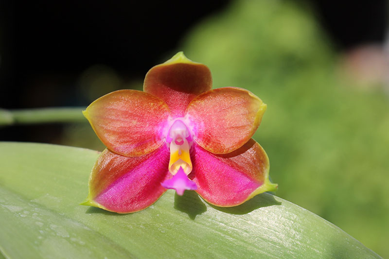 Phalaenopsis Mituo Coral Mambonosa x LD's bear Queen.jpg