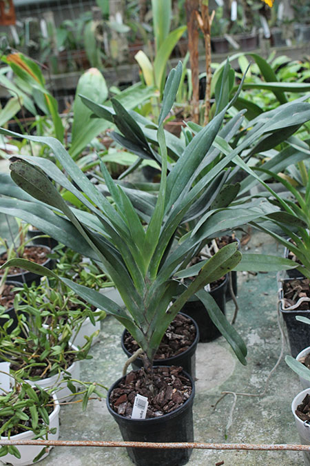 Angraecum sesquipedale.jpg