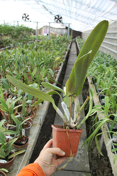 Cattleya jenmanii 'Boliva' x Cattleya jenmanii rubra 'Serra Negra'.jpg