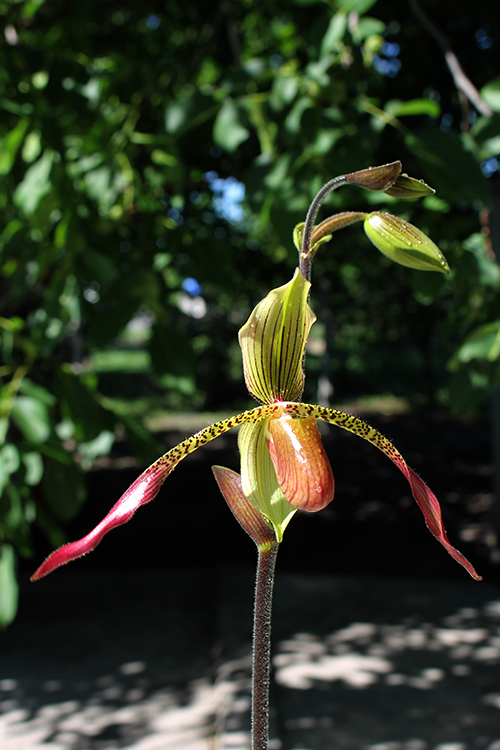 Paphiopedilum Julius Orchidfactory (rothschildianum x lowii).jpg