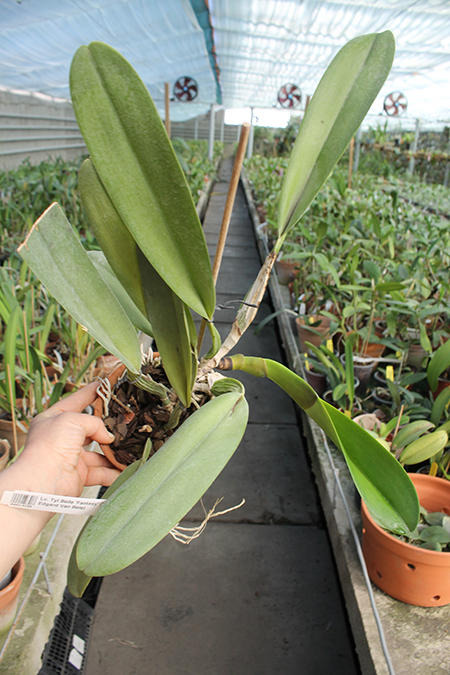 Laeliocattleya Tyl Belle 'Fantasy' (Tyl x Edgard Van Bele).jpg