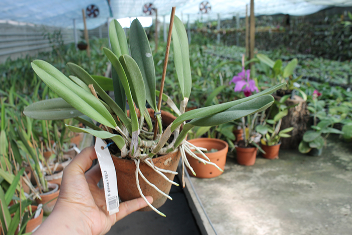 Brassavola glauca x SELF.jpg