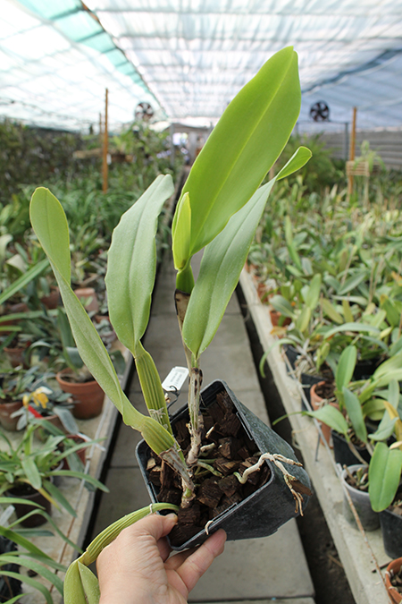 Cattleya warneri concolor 'HI' x Cattleya warneri venosa suave.jpg