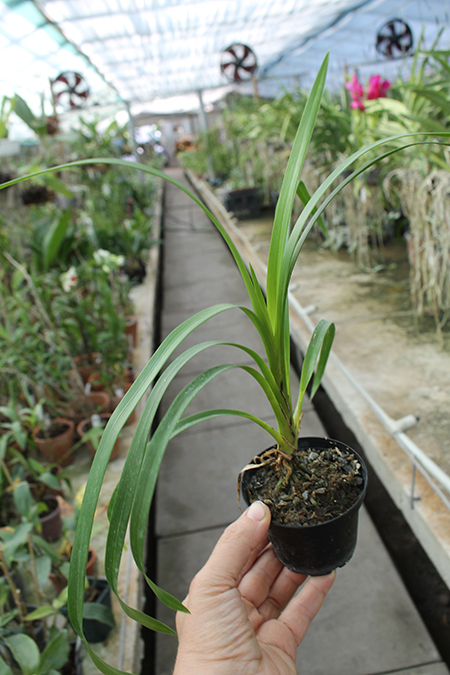Cymbidium erythrostylum.jpg