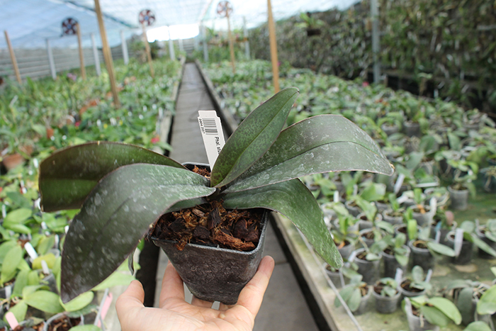 Phalaenopsis stuartiana yellow x sib.jpg