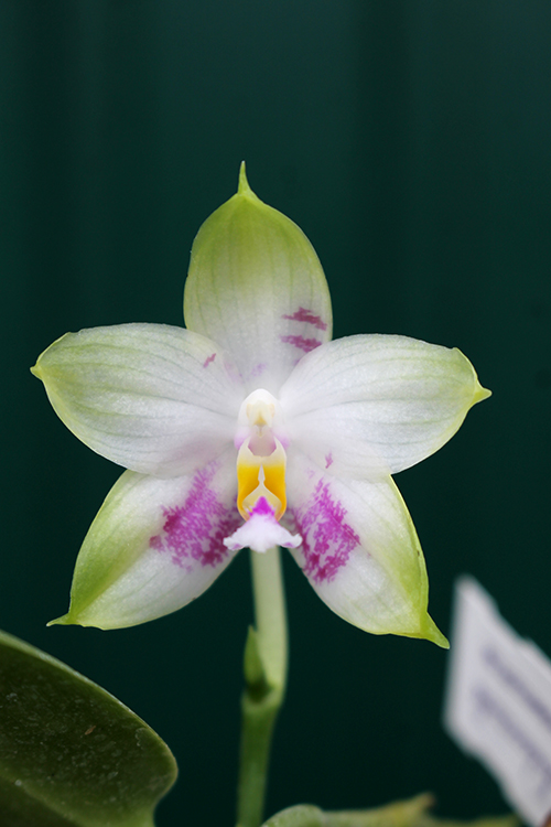 Phalaenopsis Zheng Min Muscadine x Tying Shin Fly Eagle.jpg